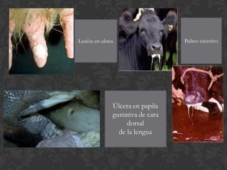 Lesión en ubres   Babeo excesivo
 