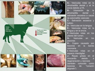 A.- Vesículas rotas en la
almohadilla dental y el la
encía debido a FA.
B.-    Ulceración      de     la
almohadilla      dental        y
salivación excesiva a causa
de estomatitis vesicular.
C.- Salivación excesiva y
babeo.
D.- Vesículas en la lengua.
E.- Vesículas rotas en la
lengua y en la encía.
F.-Vesículas rotas en los
pilares del rumen.
G.-    Vesículas      en    los
pezones
H.- Cojera causada por
lesiones en la banda
coronaria.
I.-Vesículas rotas en el
espacio interdigital.
J.- Rayas grises en el
miocardio       debido         a
degeneración y necrosis
(también conocido como
lesiones      de      "corazón
atigrado")
 
