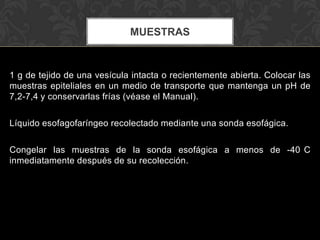 MUESTRAS


1 g de tejido de una vesícula intacta o recientemente abierta. Colocar las
muestras epiteliales en un medio de transporte que mantenga un pH de
7,2-7,4 y conservarlas frías (véase el Manual).

Líquido esofagofaríngeo recolectado mediante una sonda esofágica.

Congelar las muestras de la sonda esofágica a menos de -40 C
inmediatamente después de su recolección.
 