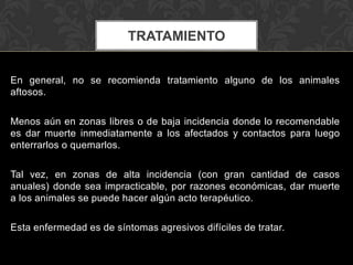 TRATAMIENTO


En general, no se recomienda tratamiento alguno de los animales
aftosos.

Menos aún en zonas libres o de baja incidencia donde lo recomendable
es dar muerte inmediatamente a los afectados y contactos para luego
enterrarlos o quemarlos.

Tal vez, en zonas de alta incidencia (con gran cantidad de casos
anuales) donde sea impracticable, por razones económicas, dar muerte
a los animales se puede hacer algún acto terapéutico.

Esta enfermedad es de síntomas agresivos difíciles de tratar.
 