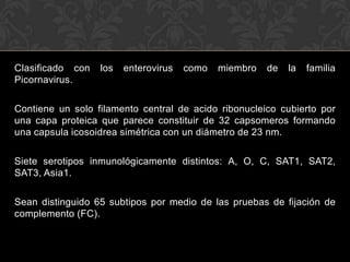 Clasificado con   los   enterovirus   como   miembro   de   la   familia
Picornavirus.

Contiene un solo filamento central de acido ribonucleico cubierto por
una capa proteica que parece constituir de 32 capsomeros formando
una capsula icosoidrea simétrica con un diámetro de 23 nm.

Siete serotipos inmunológicamente distintos: A, O, C, SAT1, SAT2,
SAT3, Asia1.

Sean distinguido 65 subtipos por medio de las pruebas de fijación de
complemento (FC).
 
