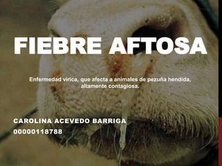 FIEBRE AFTOSA
CAROLINA ACEVEDO BARRIGA
00000118788
Enfermedad vírica, que afecta a animales de pezuña hendida,
altamente contagiosa.
 