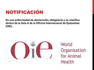 NOTIFICACIÓN
Es una enfermedad de declaración obligatoria y se clasifica
dentro de la lista A de la Oficina Internacional de Epizootias
(OIE).
 