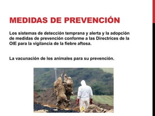 MEDIDAS DE PREVENCIÓN
Los sistemas de detección temprana y alerta y la adopción
de medidas de prevención conforme a las Directrices de la
OIE para la vigilancia de la fiebre aftosa.
La vacunación de los animales para su prevención.
 