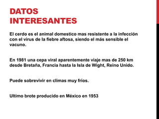 DATOS
INTERESANTES
El cerdo es el animal domestico mas resistente a la infección
con el virus de la fiebre aftosa, siendo el más sensible el
vacuno.
En 1981 una cepa viral aparentemente viaje mas de 250 km
desde Bretaña, Francia hasta la Isla de Wight, Reino Unido.
Puede sobrevivir en climas muy fríos.
Ultimo brote producido en México en 1953
 