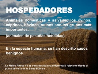 HOSPEDADORES
Animales domésticas y salvajes; los óvinos,
cáprinos, bóvinos, suinos son los grupos más
importantes.
(animales de pesuñas hendidas)
En la especie humana, se han descrito casos
benignos.
La Fiebre Aftosa no es considerada una enfermedad relevante desde el
punto de vista de la Salud Pública.
 