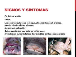 SIGNOS Y SÍNTOMAS
Perdida de apetito
Fiebre
Lesiones vesiculares en la lengua, almohadilla dental, encínas,
paladar blando, ollares y hocico
Aumento de salivación
Cojera ocasionada por lesiones en las patas
Animal joven aumenta la tasa de mortalidad por lesiones cardiacas
 