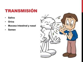 TRANSMISIÓN
• Saliva
• Orina
• Mucosa intestinal y nasal
• Semen
 