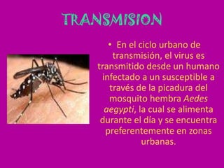 TRANSMISIONEn el ciclo urbano de transmisión, el virus es transmitido desde un humano infectado a un susceptible a través de la picadura del mosquito hembra Aedesaegypti, la cual se alimenta durante el día y se encuentra preferentemente en zonas urbanas.