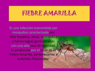 FIEBRE AMARILLA Es una infección transmitida por mosquitos caracterizada por falla hepática, renal, miocárdica y hemorragias generalizadas con una alta tasa de letalidad. Es producida por el virus de la Fiebre Amarilla, perteneciente a la familia Flaviviridae. 