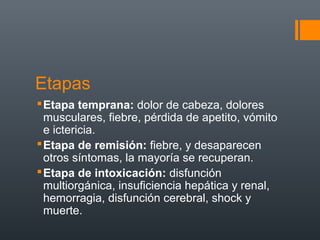 Etapas
 Etapa temprana: dolor de cabeza, dolores
  musculares, fiebre, pérdida de apetito, vómito
  e ictericia.
 Etapa de remisión: fiebre, y desaparecen
  otros síntomas, la mayoría se recuperan.
 Etapa de intoxicación: disfunción
  multiorgánica, insuficiencia hepática y renal,
  hemorragia, disfunción cerebral, shock y
  muerte.
 