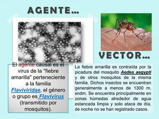 El agente causal es el
virus de la "fiebre
amarilla" perteneciente
a la familia
Flaviviridae, el género
o grupo es Flavivirus
(transmitido por
mosquitos).
AGENTE…
VECTOR…
La fiebre amarilla es contraída por la
picadura del mosquito Aedes aegypti
y de otros mosquitos de la misma
familia. Dichos insectos se encuentran
generalmente a menos de 1300 m.
sndm. Se encuentra principalmente en
zonas húmedas alrededor de agua
estancada limpia y solo ataca de día,
de noche no se han registrado casos.
VECTOR…
 