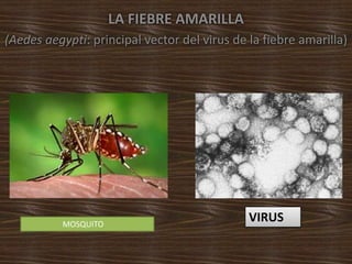 LA FIEBRE AMARILLA
(Aedes aegypti: principal vector del virus de la fiebre amarilla)
VIRUSMOSQUITO
 