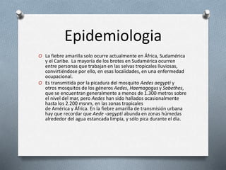 Epidemiologia 
O La fiebre amarilla solo ocurre actualmente en África, Sudamérica 
y el Caribe. La mayoría de los brotes en Sudamérica ocurren 
entre personas que trabajan en las selvas tropicales lluviosas, 
convirtiéndose por ello, en esas localidades, en una enfermedad 
ocupacional. 
O Es transmitida por la picadura del mosquito Aedes aegypti y 
otros mosquitos de los géneros Aedes, Haemagogus y Sabethes, 
que se encuentran generalmente a menos de 1.300 metros sobre 
el nivel del mar, pero Aedes han sido hallados ocasionalmente 
hasta los 2.200 msnm, en las zonas tropicales 
de América y África. En la fiebre amarilla de transmisión urbana 
hay que recordar que Aede -aegypti abunda en zonas húmedas 
alrededor del agua estancada limpia, y sólo pica durante el día. 
 