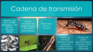 Cadena de transmisión
Agente: virus
de la familia
Flaviridae y del
género
Flavivirus
amaril
Vector:
mosquita del
Aedes aegypti
y del género
haemagogus
Reservorio:
mono –
hombre
Puerta de
entrada:
picadura de la
mosquita
infectada a
huésped sano
Puerta de
salida:
picadura de la
mosquita sana
reservorio
infectado