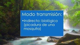 Modo transmisión:
•Indirecto: biológico
(picadura de una
mosquita)