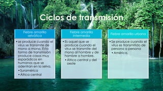 Fiebre amarilla
selvática
•se produce cuando el
virus se transmite de
mono a mono. Esta
forma de transmisión
produce casos muy
esporádicos en
humanos que se
adentran en la selva.
•Suramérica
•África central
Fiebre amarilla
intermedia
•Es aquel que se
produce cuando el
virus se transmite del
mono al hombre y de
hombre a hombre.
•África central y del
oeste
Fiebre amarilla urbana
•Se produce cuando el
virus es transmitido de
persona a persona
•América.