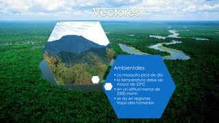 Ambientales:
• La mosquita pica de día
• la temperatura debe ser
mayor de 23°C
• en un altitud menor de
2500 msnm
• se da en regiones
tropicales húmedas