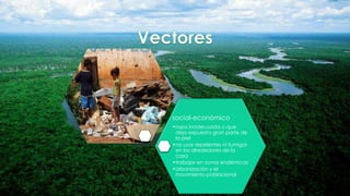 social-económico
•ropa inadecuada o que
deja expuesta gran parte de
la piel
•no usar repelentes ni fumigar
en los alrededores de la
casa
•trabajar en zonas endémicas
•Urbanización y el
movimiento poblacional
