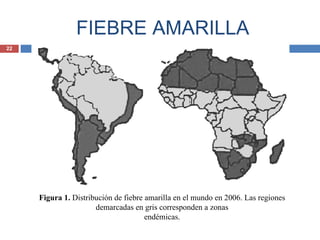 FIEBRE AMARILLA Figura 1.  Distribución de fiebre amarilla en el mundo en 2006. Las regiones demarcadas en gris corresponden a zonas endémicas. 