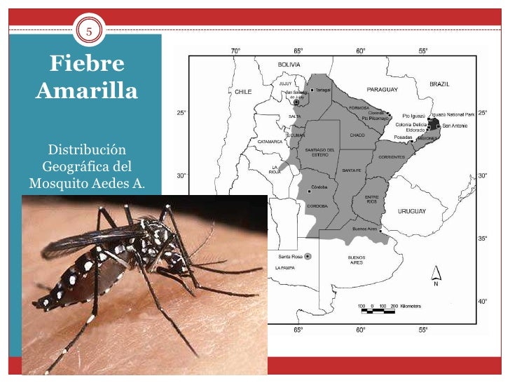 Fiebre amarilla historia