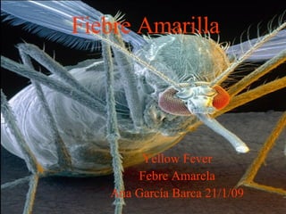 Fiebre Amarilla Yellow Fever  Febre Amarela  Ana García Barca 21/1/09   