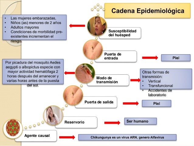 El tratamiento sheynoy las hernias de la columna vertebral kitae