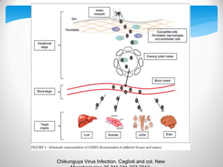 Chikunguya Virus Infection. Caglioti and col. New 
Microbiologica.36,211,211-227,2013. 
 