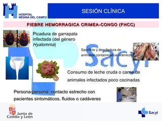 SESIÓN CLÍNICA
FIEBRE HEMORRAGICA CRIMEA-CONGO (FHCC)FIEBRE HEMORRAGICA CRIMEA-CONGO (FHCC)
Picadura de garrapata
infectada (del género
Hyalomma)
Sacrificio y desolladura de
animales contaminados virémicos
Persona-persona: contacto estrecho conPersona-persona: contacto estrecho con
pacientes sintomáticos, fluidos o cadáverespacientes sintomáticos, fluidos o cadáveres
Consumo de leche cruda o carne de
animales infectados poco cocinadas
 