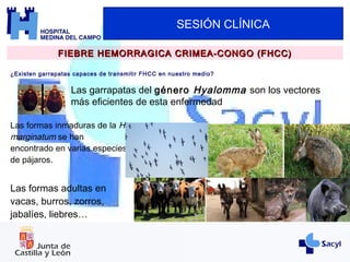 SESIÓN CLÍNICA
¿Existen garrapatas capaces de transmitir FHCC en nuestro medio?
FIEBRE HEMORRAGICA CRIMEA-CONGO (FHCC)FIEBRE HEMORRAGICA CRIMEA-CONGO (FHCC)
Las garrapatas del género Hyalomma son los vectores
más eficientes de esta enfermedad
Las formas inmaduras de la H
marginatum se han
encontrado en varias especies
de pájaros.
Las formas adultas en
vacas, burros, zorros,
jabalíes, liebres…
 