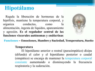 Hipotálamo
Regula la liberación de hormonas de la
hipófisis, mantiene la temperatura corporal, y
organiza
conductas,
como
la
alimentación, ingesta de líquidos, apareamiento
y agresión. Es el regulador central de las
funciones viscerales autónomas y endócrinas
Funciones – Emociones, Hambre y Saciedad, Temperatura, Sueño

Temperatura
El hipotálamo anterior o rostral (parasimpático) disipa
(difunde) el calor y el hipotálamo posterior o caudal
(simpático) se encarga de mantener la temperatura corporal
constante aumentando o disminuyendo la frecuencia
respiratoria y la sudoración.

 