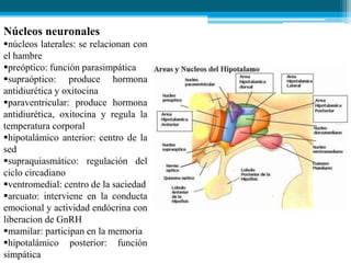 Núcleos neuronales
núcleos laterales: se relacionan con
el hambre
preóptico: función parasimpática
supraóptico: produce hormona
antidiurética y oxitocina
paraventricular: produce hormona
antidiurética, oxitocina y regula la
temperatura corporal
hipotalámico anterior: centro de la
sed
supraquiasmático: regulación del
ciclo circadiano
ventromedial: centro de la saciedad
arcuato: interviene en la conducta
emocional y actividad endócrina con
liberacion de GnRH
mamilar: participan en la memoria
hipotalámico posterior: función
simpática

 