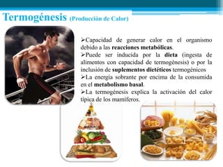 Termogénesis (Producción de Calor)
Capacidad de generar calor en el organismo
debido a las reacciones metabólicas.
Puede ser inducida por la dieta (ingesta de
alimentos con capacidad de termogénesis) o por la
inclusión de suplementos dietéticos termogénicos
La energía sobrante por encima de la consumida
en el metabolismo basal.
La termogénesis explica la activación del calor
típica de los mamíferos.

 