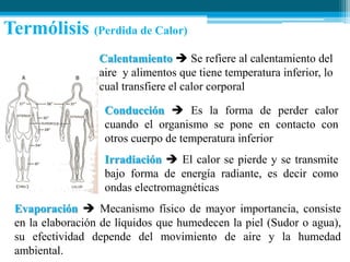 Termólisis (Perdida de Calor)
Calentamiento  Se refiere al calentamiento del
aire y alimentos que tiene temperatura inferior, lo
cual transfiere el calor corporal
Conducción  Es la forma de perder calor
cuando el organismo se pone en contacto con
otros cuerpo de temperatura inferior
Irradiación  El calor se pierde y se transmite
bajo forma de energía radiante, es decir como
ondas electromagnéticas
Evaporación  Mecanismo físico de mayor importancia, consiste
en la elaboración de líquidos que humedecen la piel (Sudor o agua),
su efectividad depende del movimiento de aire y la humedad
ambiental.

 