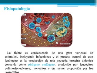 Fisiopatología

La fiebre es consecuencia de una gran variedad de
estímulos, incluyendo infecciones y el proceso central de este
fenómeno es la producción de una pequeña proteína aniónica
conocida como pirógeno endógeno, producido por leucocitos
polimorfonucleares, monocitos y en menor proporción por los

 