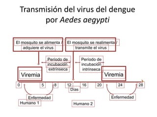 Transmisión del virus del dengue
por Aedes aegypti
Viremia Viremia
Período de
incubación
extrínseca
Días
0 5 8 12 16 20 24 28
Humano 1 Humano 2
El mosquito se alimenta /
adquiere el virus
El mosquito se realimenta /
transmite el virus
Período de
incubación
intrínseca
Enfermedad Enfermedad
 