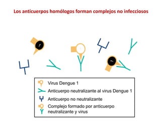 Anticuerpo neutralizante al virus Dengue 1
Virus Dengue 1
Anticuerpo no neutralizante
Complejo formado por anticuerpo
neutralizante y virus
Los anticuerpos homólogos forman complejos no infecciosos
 