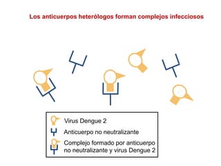 Los anticuerpos heterólogos forman complejos infecciosos
Anticuerpo no neutralizante
Virus Dengue 2
Complejo formado por anticuerpo
no neutralizante y virus Dengue 2
 