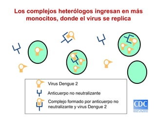 Los complejos heterólogos ingresan en más
monocitos, donde el virus se replica
Anticuerpo no neutralizante
Virus Dengue 2
Complejo formado por anticuerpo no
neutralizante y virus Dengue 2
 