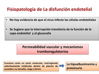 Fisiopatología de La disfunción endotelial
• No hay evidencia de que el virus infecte las células endoteliales
• Se Sugiere que la interrupción transitoria de la función de la
capa endotelial y el glucocalix
Permeabilidad vascular y mecanismos
tromboregulatorios
Funciona como un tamiz molecular, restringiendo
selectivamente moléculas dentro de plasma de
acuerdo a su tamaño, carga y forma
La hipoalbuminemia y
proteinuria
 