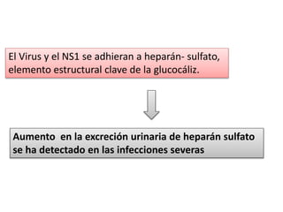 El Virus y el NS1 se adhieran a heparán- sulfato,
elemento estructural clave de la glucocáliz.
Aumento en la excreción urinaria de heparán sulfato
se ha detectado en las infecciones severas
 