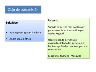 Ciclo de transmisión
Selvático
• Haemagogus spp en América
• Aedes spp en África
Urbano
Sucede en aéreas mas pobladas y
generalmente es transmitido por
Aedes Aegypti
Ocurre cuando personas o
mosquitos infectados penetran en
las áreas pobladas dando origen a la
transmisión
Mosquito- Humano- Mosquito
 