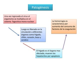 Patogénesis
Una vez ingresado el virus al
organismo se multiplica en el
sistema fagocitico mono nuclear
Luego es liberado en la
circulación a diferentes
órganos como hígado,
riñón, corazón, bazo y
cerebro
El hígado es el órgano mas
afectado, mueren los
hepatocitos por apoptosis
La hemorragia es
característica por
aumento del consumo de
factores de la coagulación
 