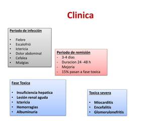Clinica
Periodo de infección
• Fiebre
• Escalofrió
• Ictericia
• Dolor abdominal
• Cefalea
• Mialgias
Periodo de remisión
- 3-4 dias
- Duracion 24 -48 h
- Mejoria
- 15% pasan a fase toxica
Fase Toxica
• Insuficiencia hepatica
• Lesión renal aguda
• Ictericia
• Hemorragias
• Albuminuria
Toxica severa
• Miocarditis
• Encefalitis
• Glomerulonefritis
 