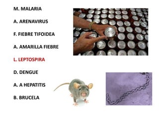 M. MALARIA
A. ARENAVIRUS
F. FIEBRE TIFOIDEA
A. AMARILLA FIEBRE
L. LEPTOSPIRA
D. DENGUE
A. A HEPATITIS
B. BRUCELA
 