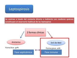 Leptospirosis
Se contrae a través del contacto directo o indirecto con roedores quienes
constituyen el reservorio habitual de las leptospiras
Anicterica
Forma leve. 90%
Enf. De Weil
2 formas clínicas
Forma grave. 10%
Fase septicémica Fase inmune
 