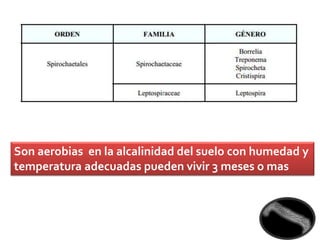 Son aerobias en la alcalinidad del suelo con humedad y
temperatura adecuadas pueden vivir 3 meses o mas
 