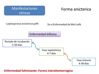 Manifestaciones
clínicas
Leptospirosis anicterica 90% Sx o Enfermedad de Weil 10%
Enfermedad bifásica
Periodo de incubación
2-20 días
Fase septicémica
4-7 días
Fase inmune
4-30 días
Forma anicterica
Enfermedad fulminante: Forma icterohemorragica
 