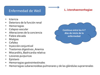 Enfermedad de Weil L. icterohaemorrhagiae
• Ictericia
• Deterioro de la función renal
• Hemorragias
• Colapso vascular
• Alteraciones de la conciencia
• Fiebre elevada
• Mialgias
• Cefalea
• Inyección conjuntival
• Trastornos digestivos ,Anemia
• Miocarditis, Badricardia relativa
• Lesiones purpuricas
• Epistaxis
• Hemorragias gastrointestinales
• Hemorragias subaracnoideas pulmonares y de las glándulas suprarrenales
Continua entre los 4-7
días de inicio de la
enfermedad
 