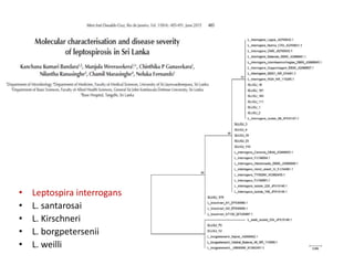 • Leptospira interrogans
• L. santarosai
• L. Kirschneri
• L. borgpetersenii
• L. weilli
 